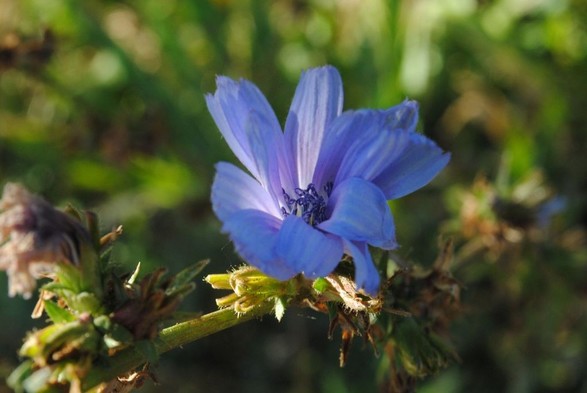 again the same view, the cornflower and its stalk getting a bit more light this time and the background being a lot brighter than in the previous two images