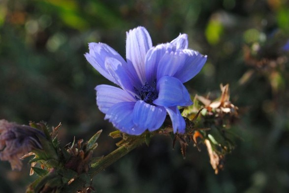 the same view as in the previous image, but this time the sunlight is only grazing the tops of the cornflower petals, leaving the center of the flower dark