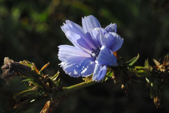 again almost the same view, this time the flower is getting a lot more full on sunlight than before, but the rest of the image is much darker than any of the previous ones, making for a stark contrast between the bright blue flower and the almost black green rest of the image