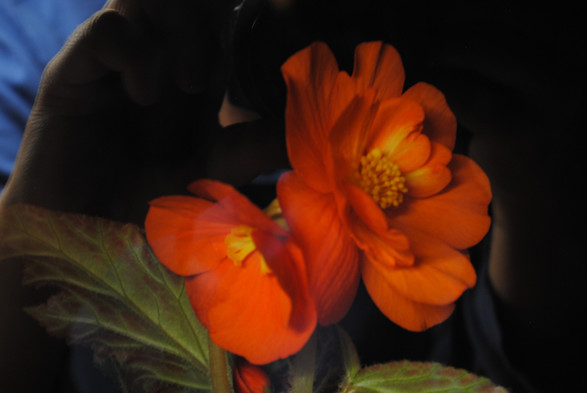 horizontal format image of two bright red begonia flowers taken at night, seen through a window pane and lit by the light from inside the room, with the window also reflecting bits of the hands and blue sweater of the person holding the camera