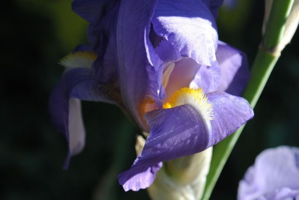 vertical format closeup of a dark purple-blue iris flower hit by direct sunlight from the right, with a dark shady background