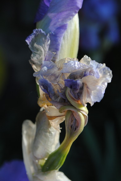 vertical format closeup of a wilted light blue iris flower and a fresh bud still closed behind it, surrounded by a dark and shady background, with additional blue iris flowers possible to make out very vaguely