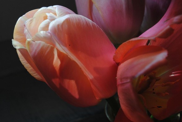 horizontal format closeup of a bunch of pink, red and purple tulip flowers. the image focuses on a particular light pink tulip being hit by bright sunlight casting intricate shadows on itself and making it seemingly glow from inside, while the other tulips are more in the dark and the background is entirely black shadow