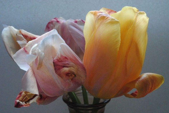 horizontal format closeup of a bunch of orange and pink already wilting tulips in a glass vase with a neutral background, seen in diffuse daylight coming from above and behind the flowers