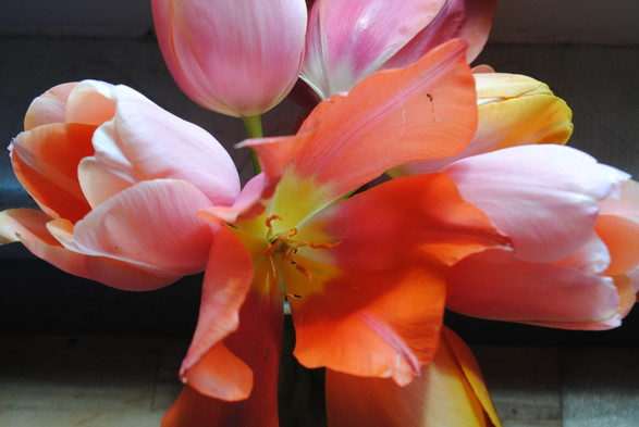 horizontal format closeup of a bunch of orange and pink slightly wilting tulips with a neutral background, focusing on a particular salmon-orange tulip flower in the middle