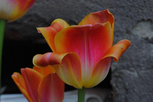 horizontal format closeup of a yellow, orange and pink tulip flower seen in profile, with the outer petals elegantly curling outward. The light is diffuse overcast daylight without strong shadows, the background consists of a brown wall, fragments of two more tulips of the same kind, and a dark niche. The tulip variety is "Sunrise Dynasty"