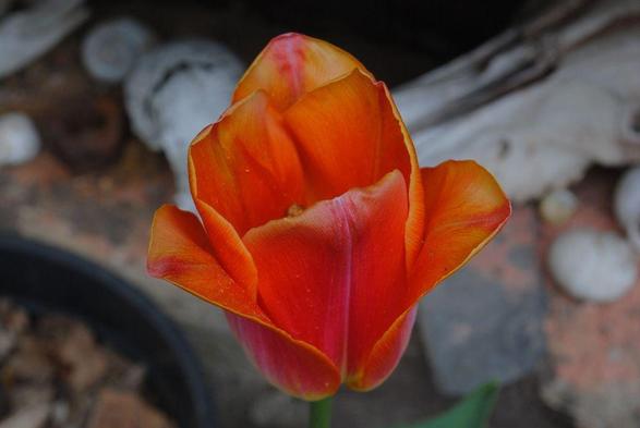 horizontal format closeup of an orange and pink tulip flower seen in profile with a slight downward tilt. The light is diffuse overcast daylight without strong shadows, the background consists of various out of focus brown, dark and light grey shapes like stones and at least one animal skull. The tulip variety is "Sunrise Dynasty"