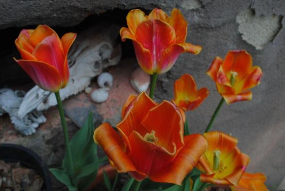 A slightly more zoomed out view of some of the tulips in the previous images, showing seven bright yellow, orange and pink "Sunrise Dynasty" tulips in front of a wall with peeling brown paint, and a dark niche with an assortment of stones and animal skulls.