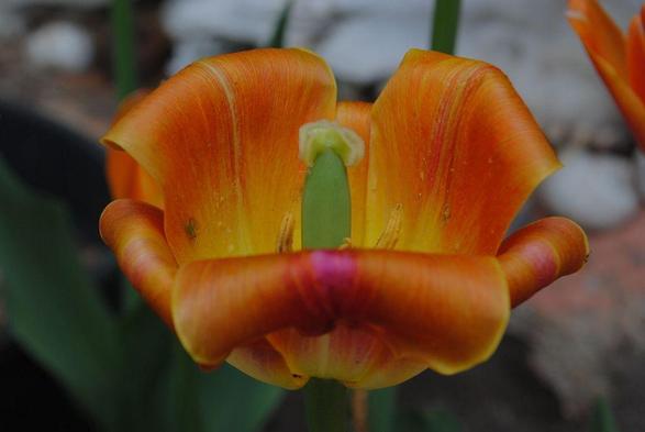 horizontal format closeup of a slightly wilted  yellow, orange and pink tulip flower seen in profile, with the outer petals curling outward and revealing the green stigma. The light is diffuse overcast daylight, the background consists of out of focus shapes in green, brown and light grey. The tulip variety is "Sunrise Dynasty"