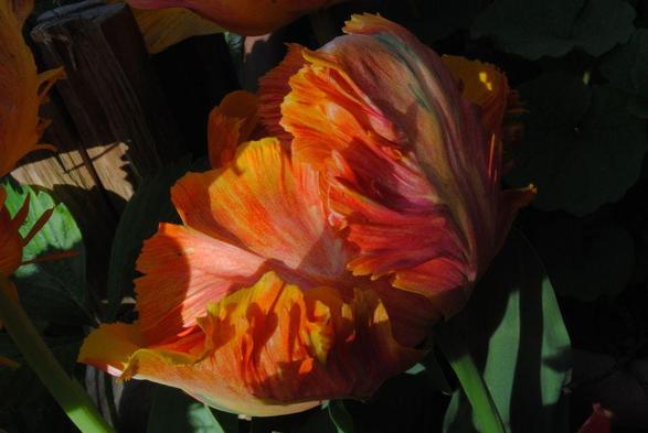 horizontal format closeup of a variegated yellow, orange and red parrot tulip flower seen in profile. The light is dramatic late afternoon sunlight hitting the tulip from the left and leaving most of the background in dark shadow. Tulip variety is "Tukan"
