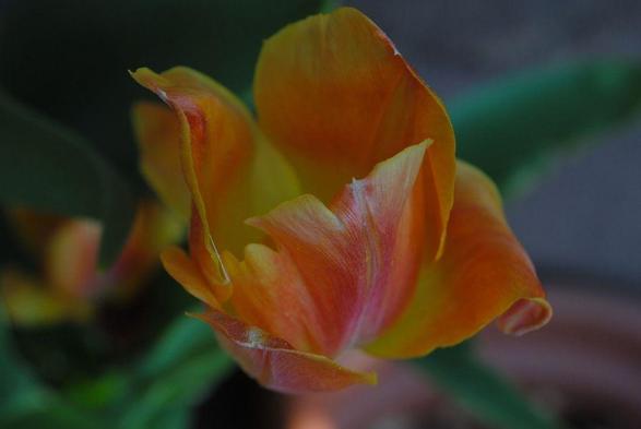horizontal formal closeup of a light yellow, orange and pink tulip flower seen from above, in diffuse overcast light, against a background of green foliage, a terracotta flower pot, and a grey wall.