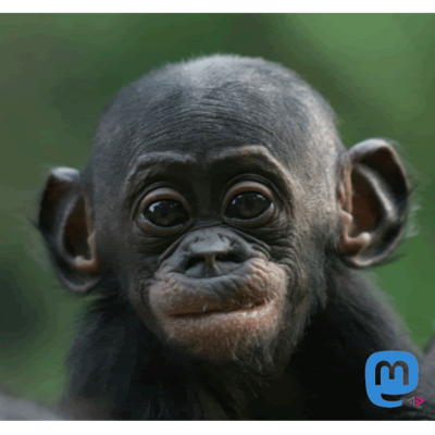 jesuisatire@social.tchncs.de