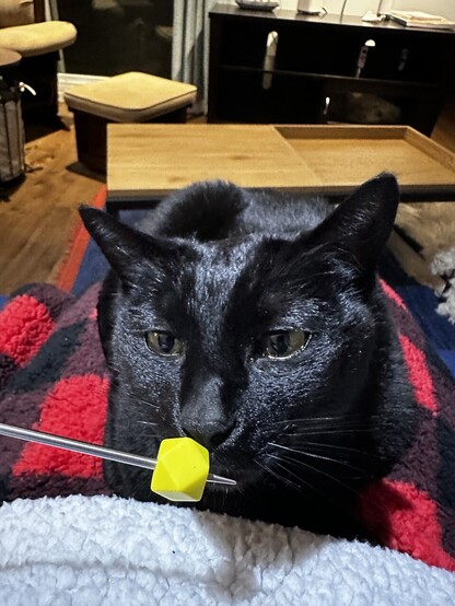 a black cat sitting on top of a gingham blanket, sniffing the end of a knitting needle with a yellow bead on it